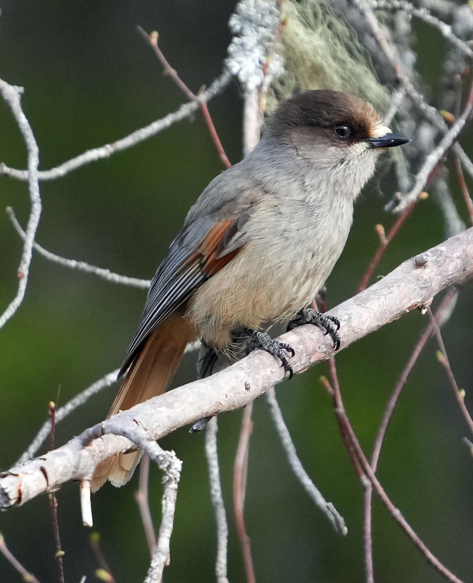 Siberian Jay - Phil Davis