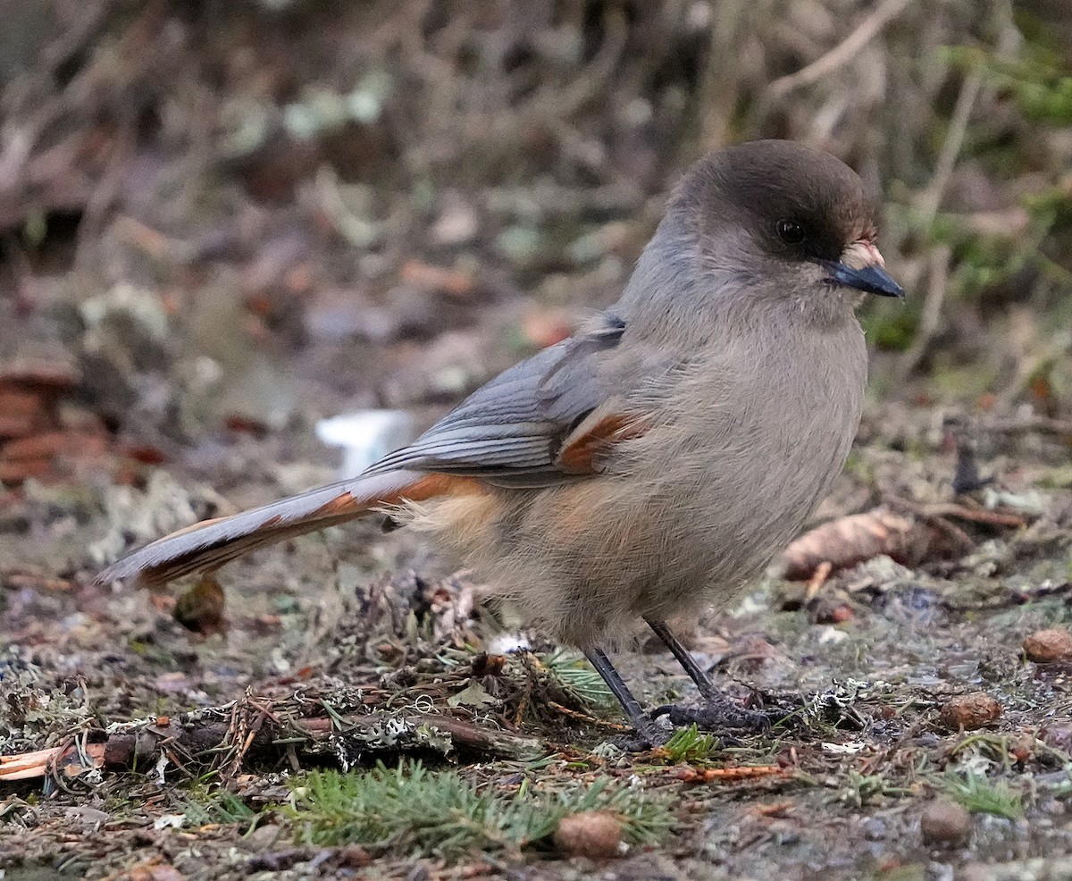 Arrendajo Siberiano - ML620787882