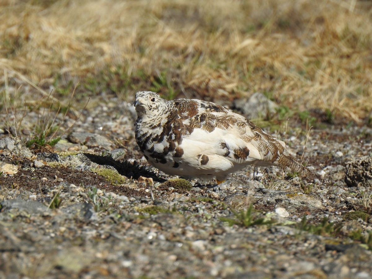 White-tailed Ptarmigan - ML620787885