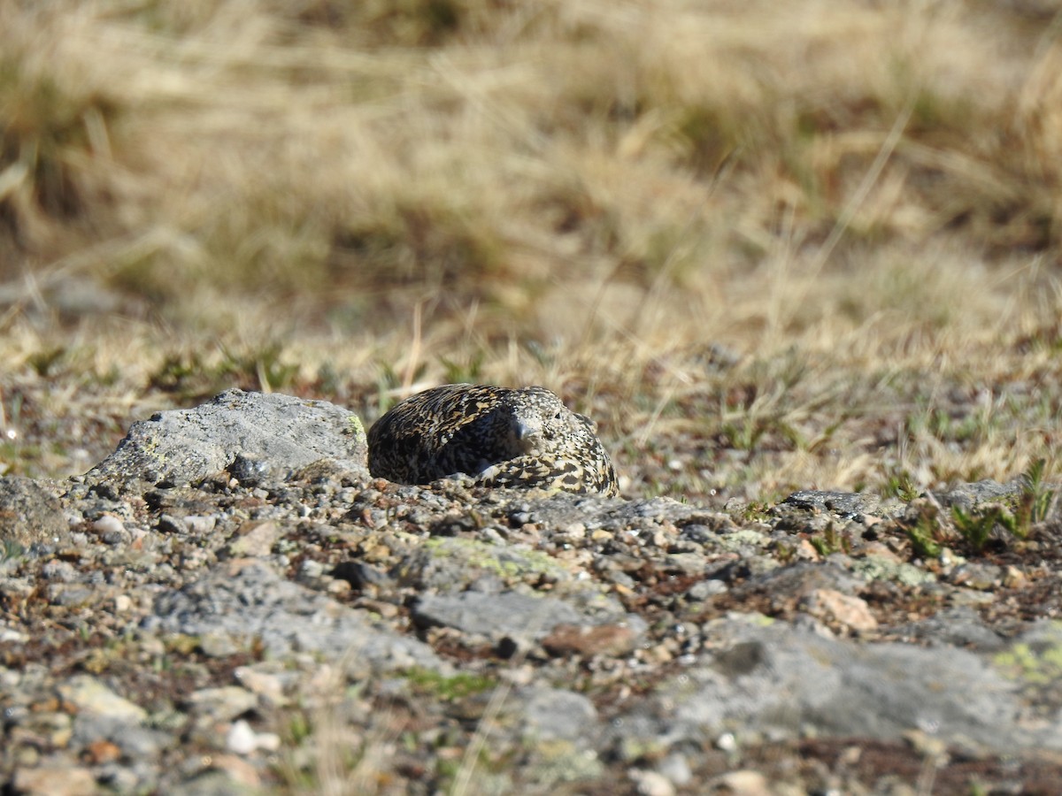 White-tailed Ptarmigan - ML620787886