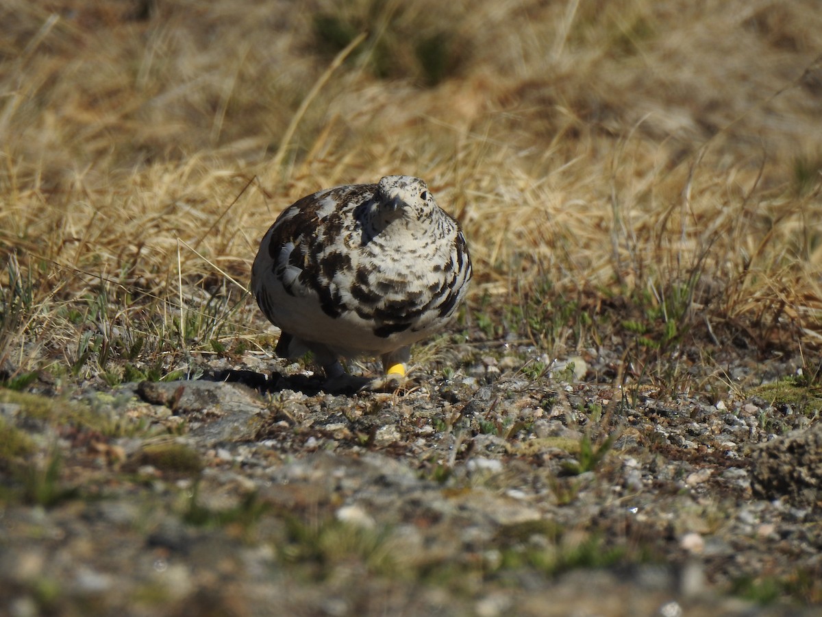 White-tailed Ptarmigan - ML620787888