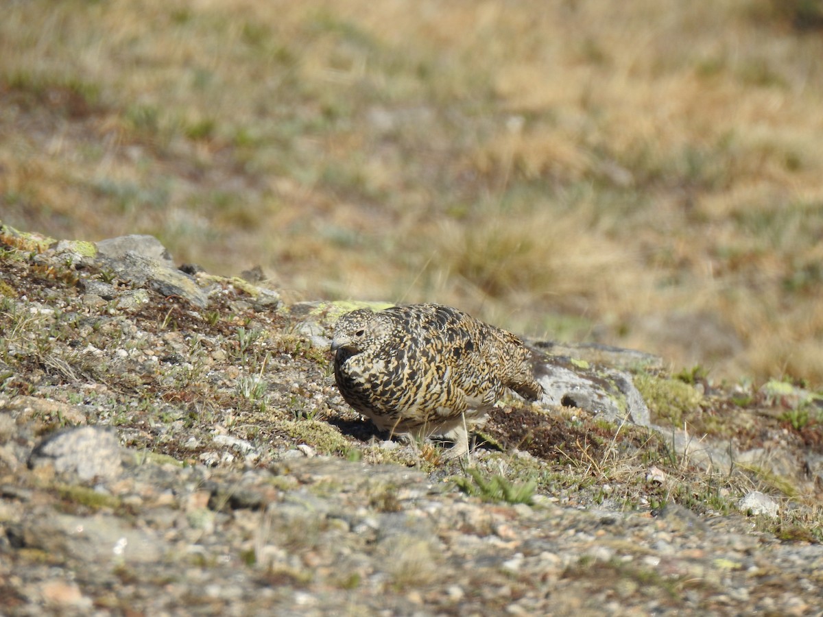 White-tailed Ptarmigan - ML620787890