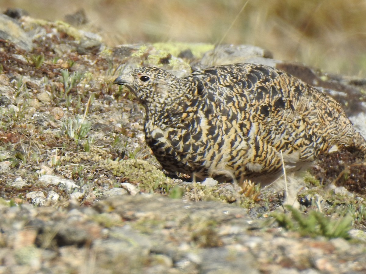 White-tailed Ptarmigan - ML620787900