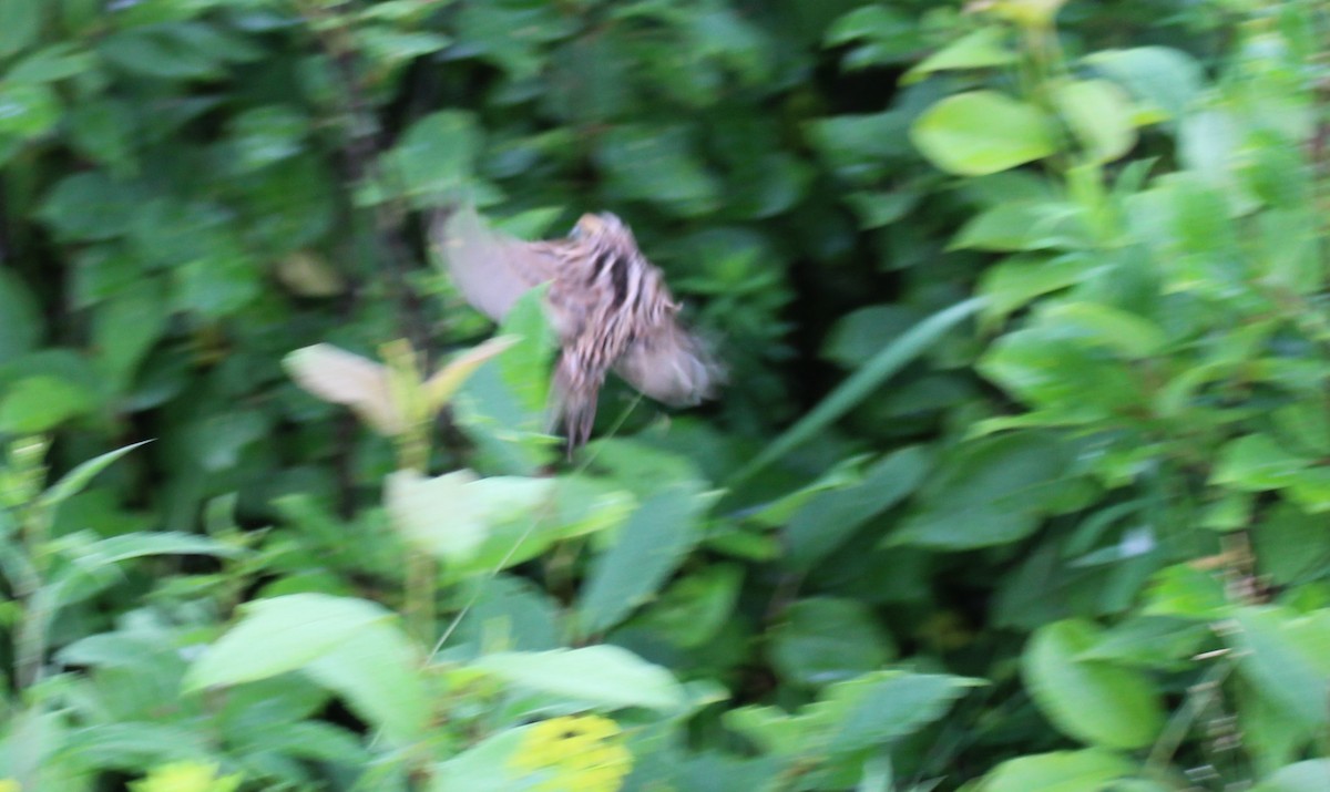 LeConte's Sparrow - ML620787904