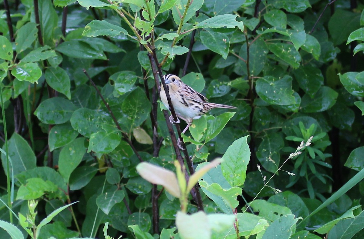 LeConte's Sparrow - ML620787906