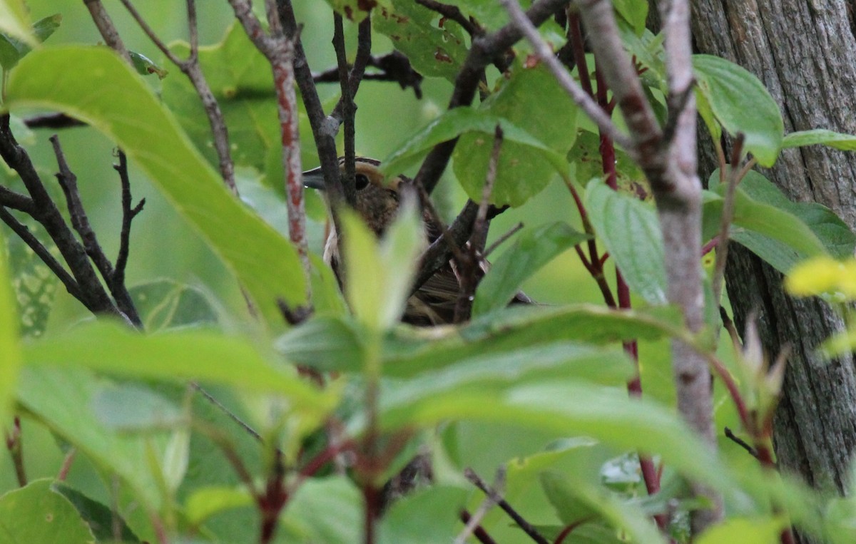 LeConte's Sparrow - ML620787907