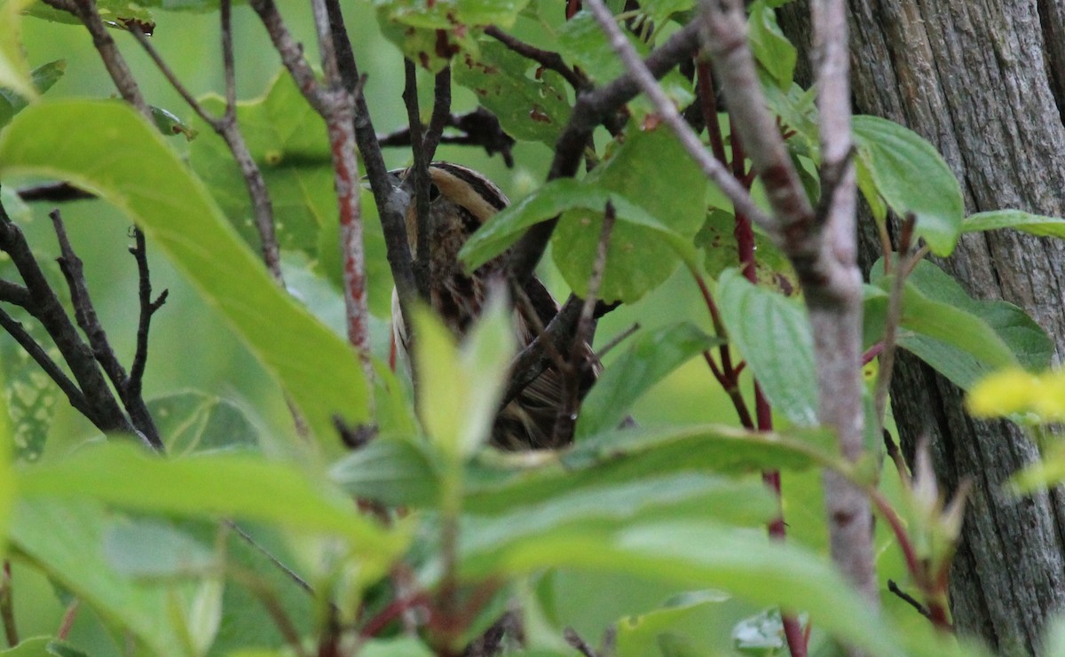 LeConte's Sparrow - ML620787908