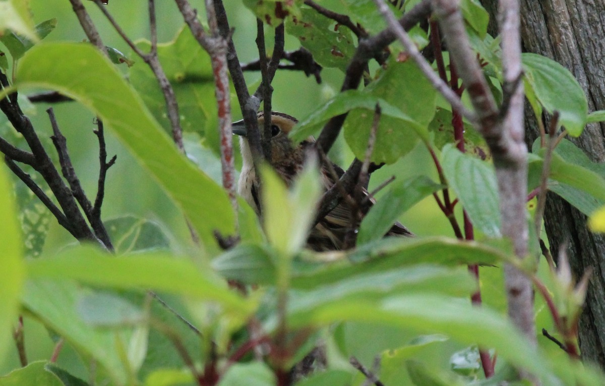 LeConte's Sparrow - ML620787909