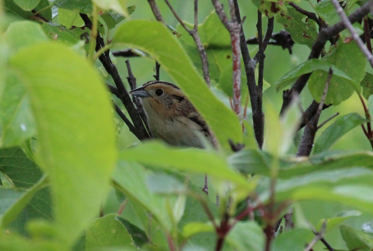 LeConte's Sparrow - ML620787910