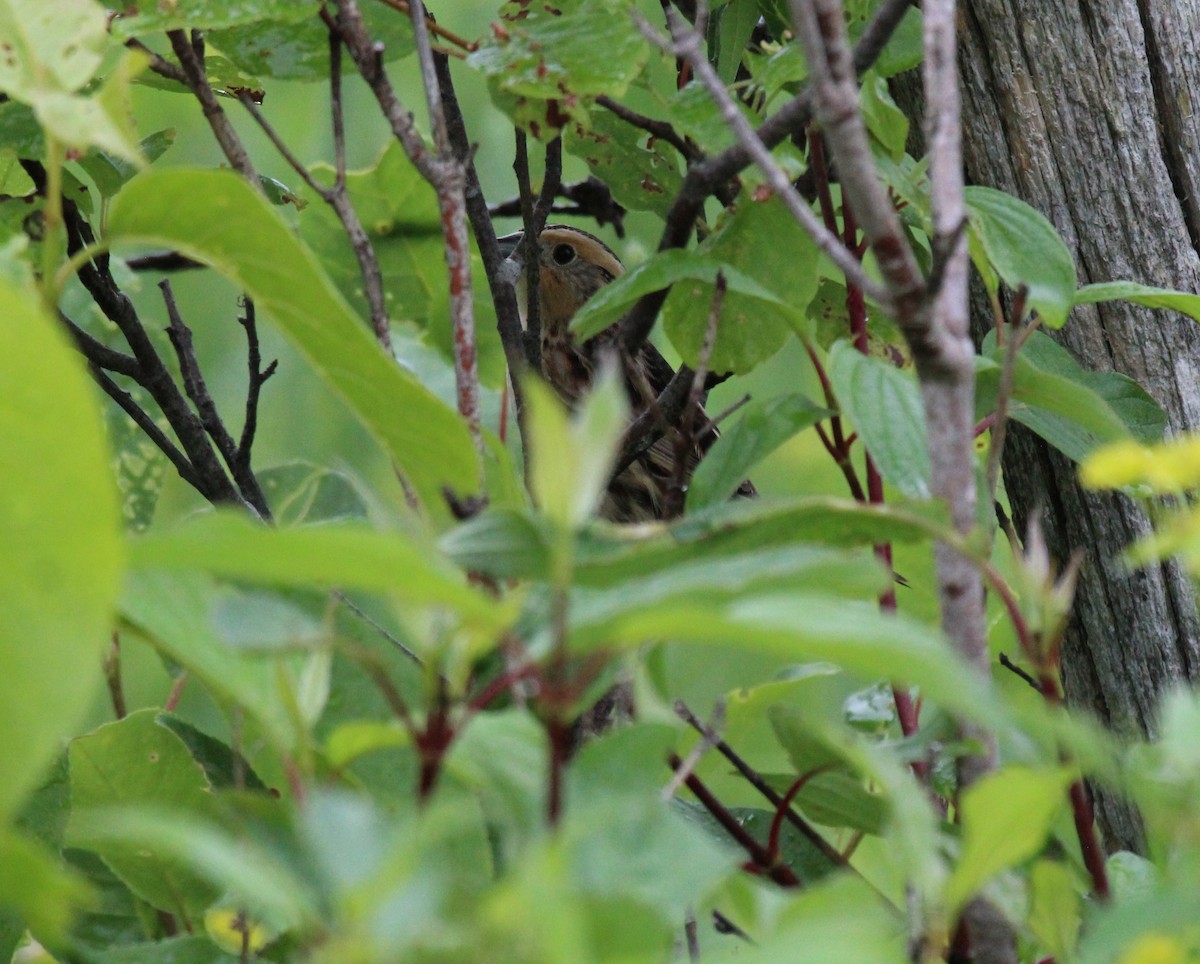 LeConte's Sparrow - ML620787911