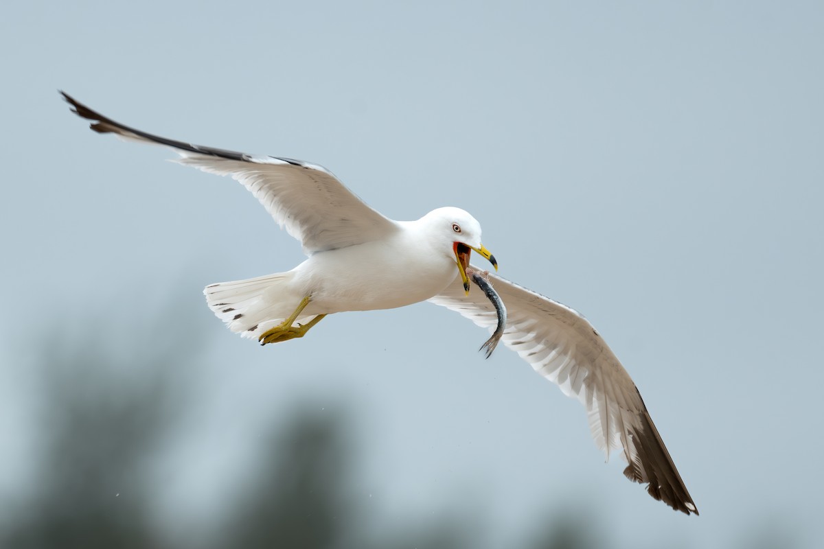 Ring-billed Gull - ML620787917