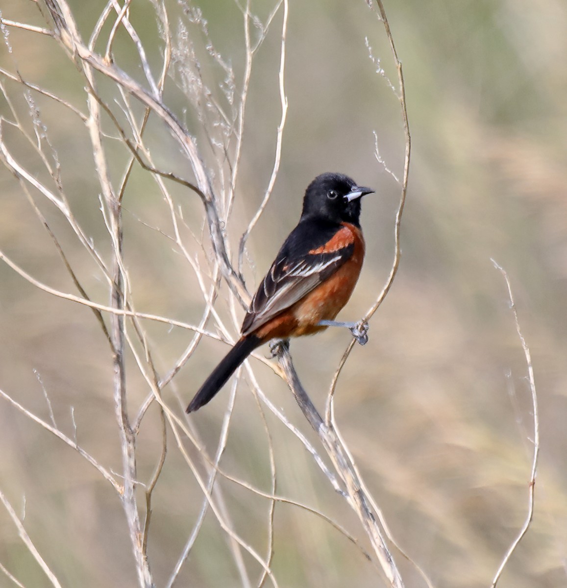 Orchard Oriole - ML620787918