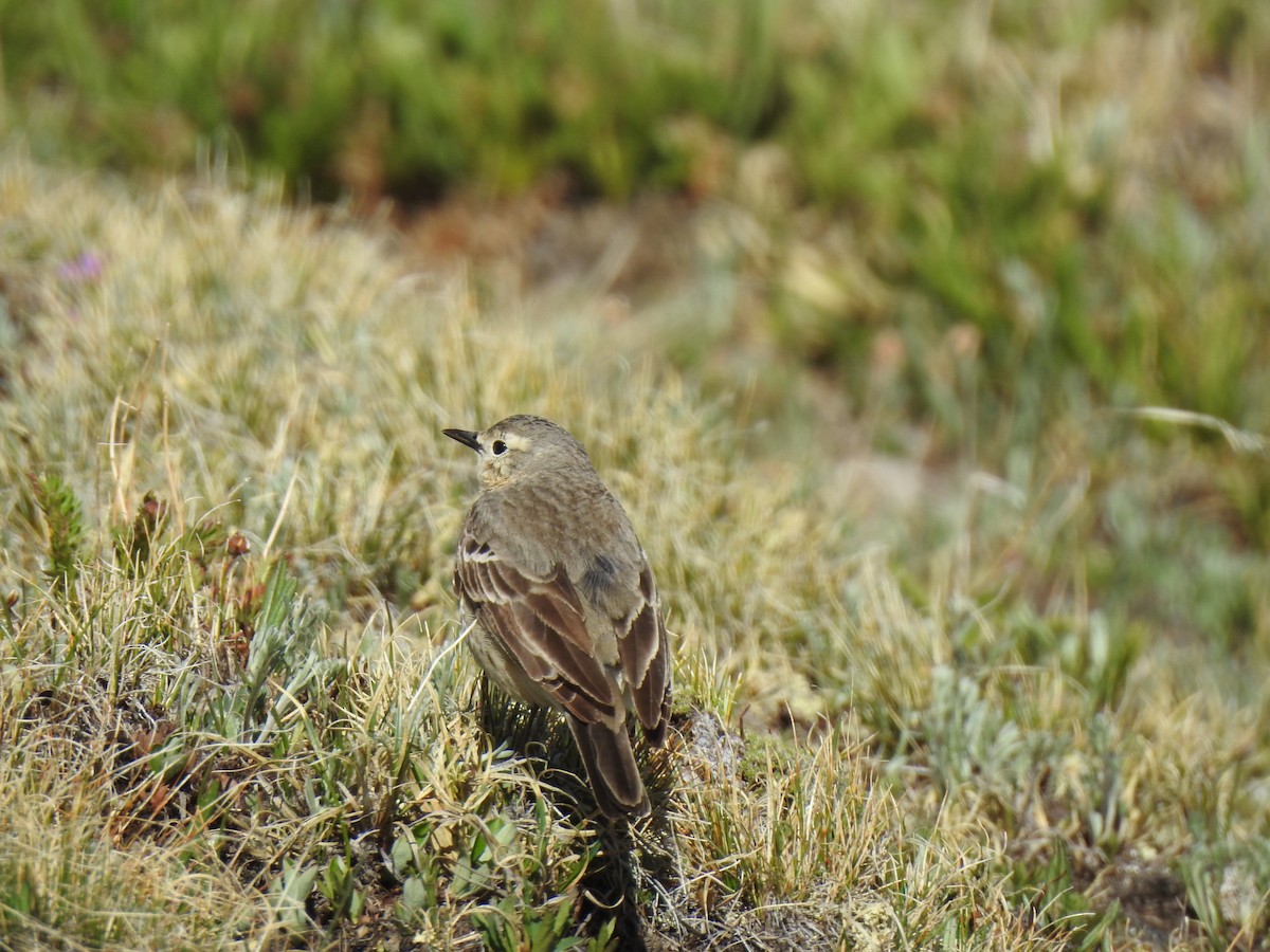 American Pipit - ML620787926