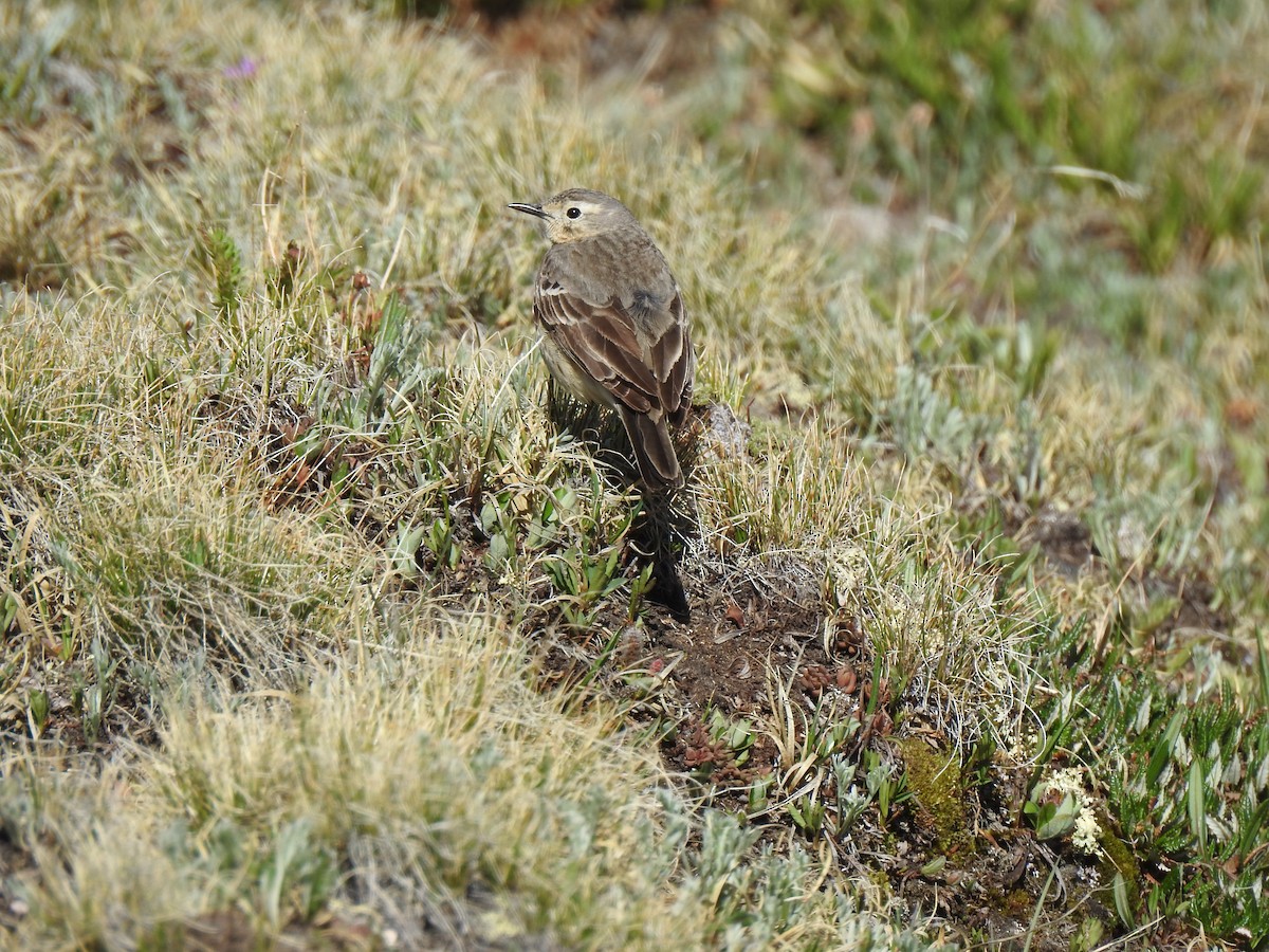 American Pipit - ML620787927