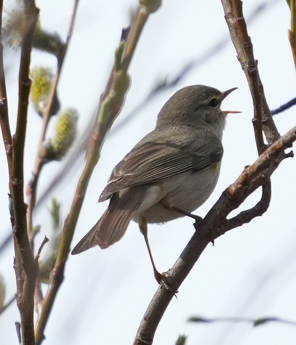 Willow Warbler - ML620787930