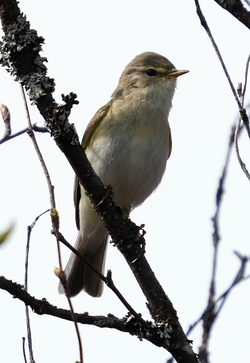 Willow Warbler - ML620787931