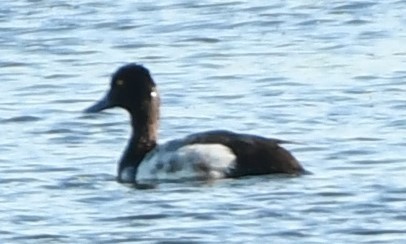 Greater/Lesser Scaup - Dan Gallagher