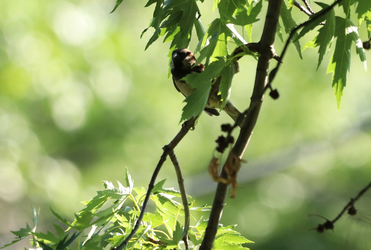 House Sparrow - ML620787938