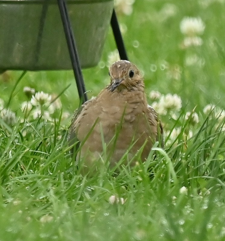 Mourning Dove - ML620787946