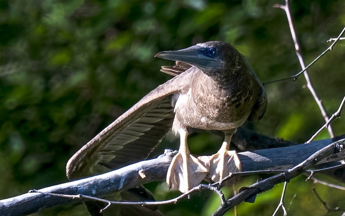 Brown Booby - ML620787947