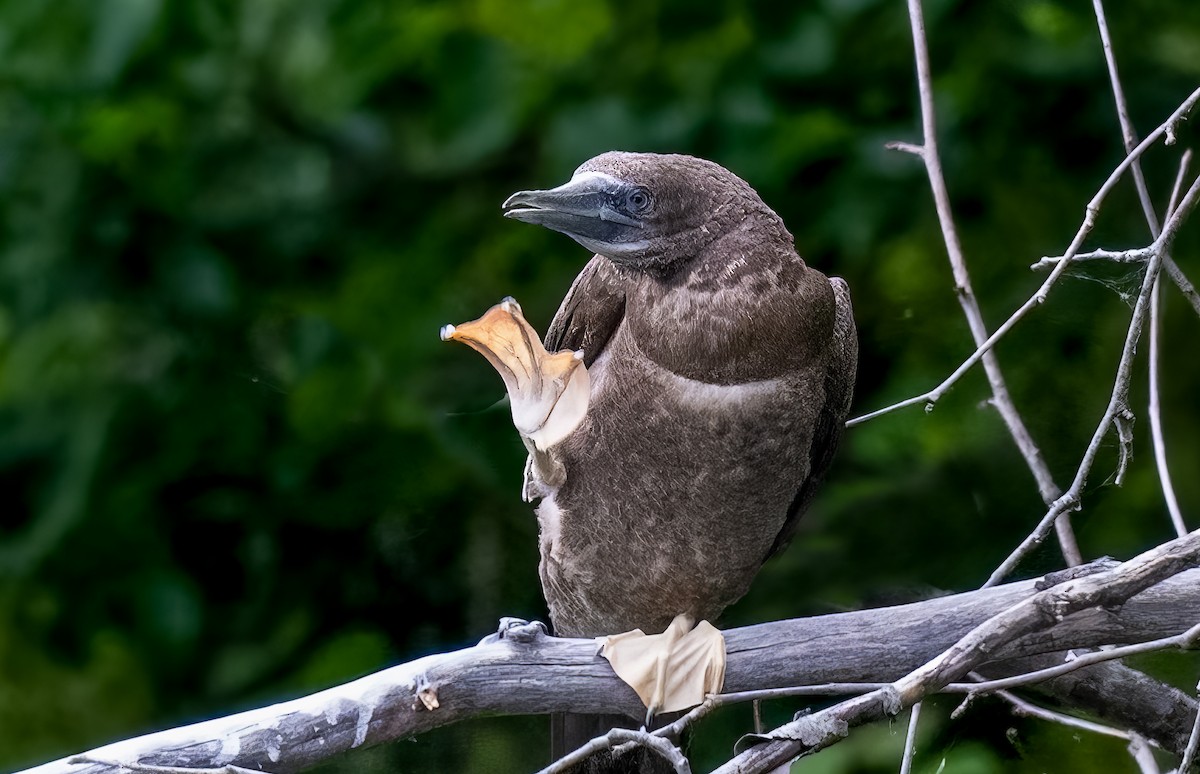 Brown Booby - Jining Han