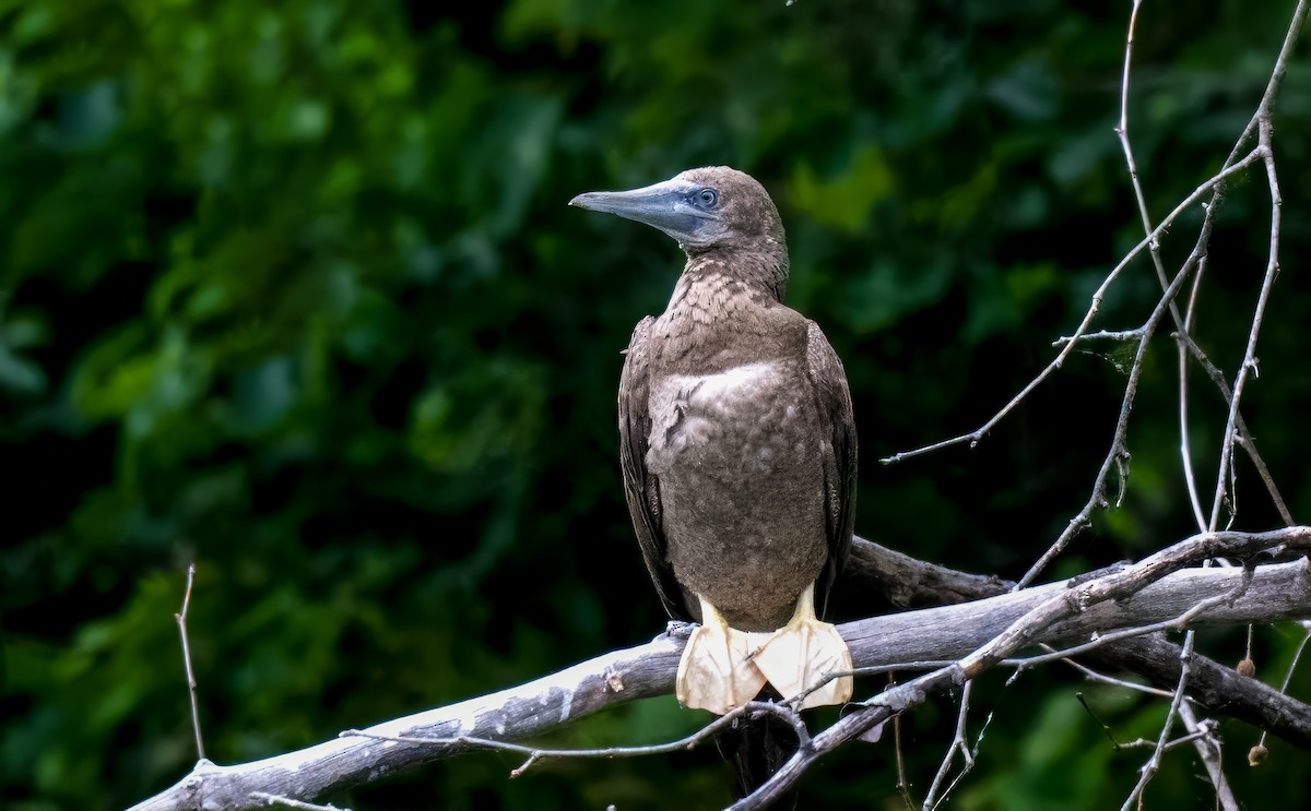 Brown Booby - ML620787949