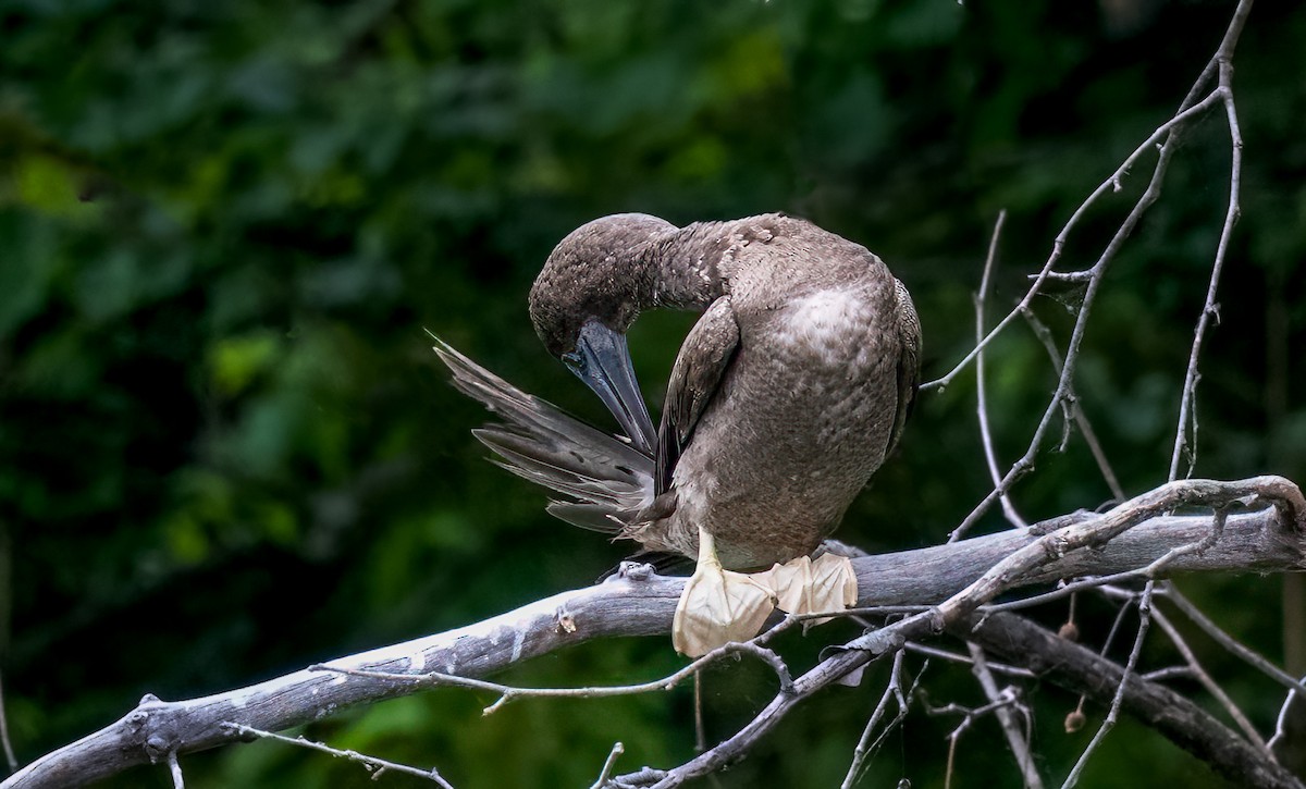Brown Booby - ML620787950