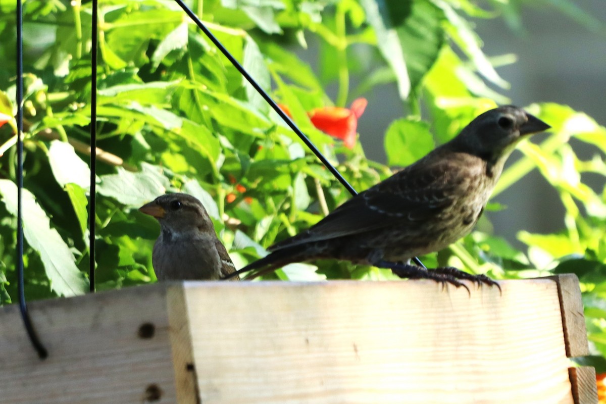 Brown-headed Cowbird - ML620787955