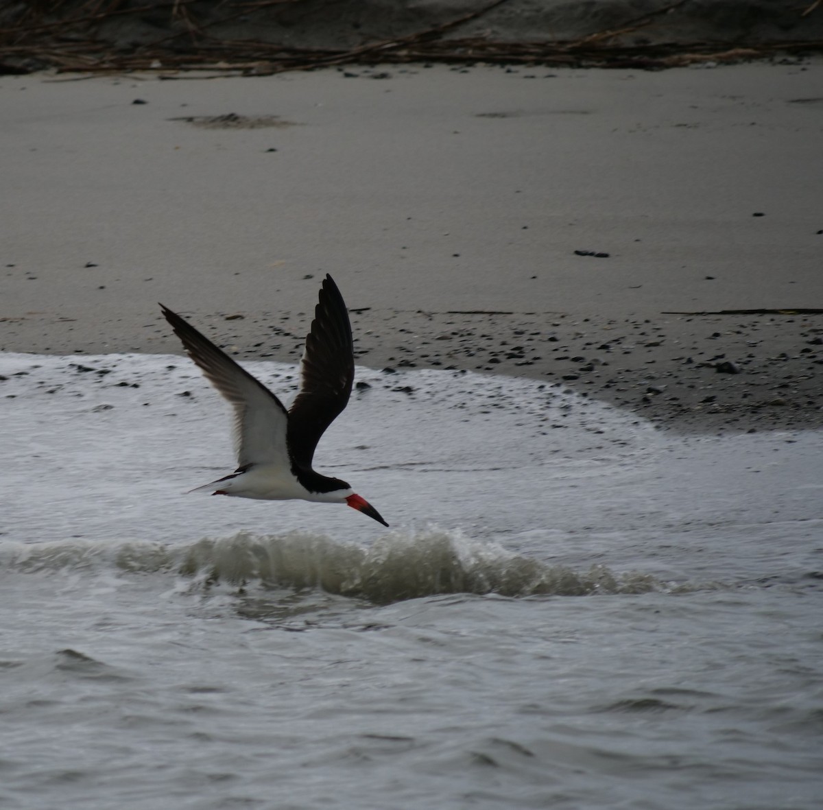 Black Skimmer - ML620787958