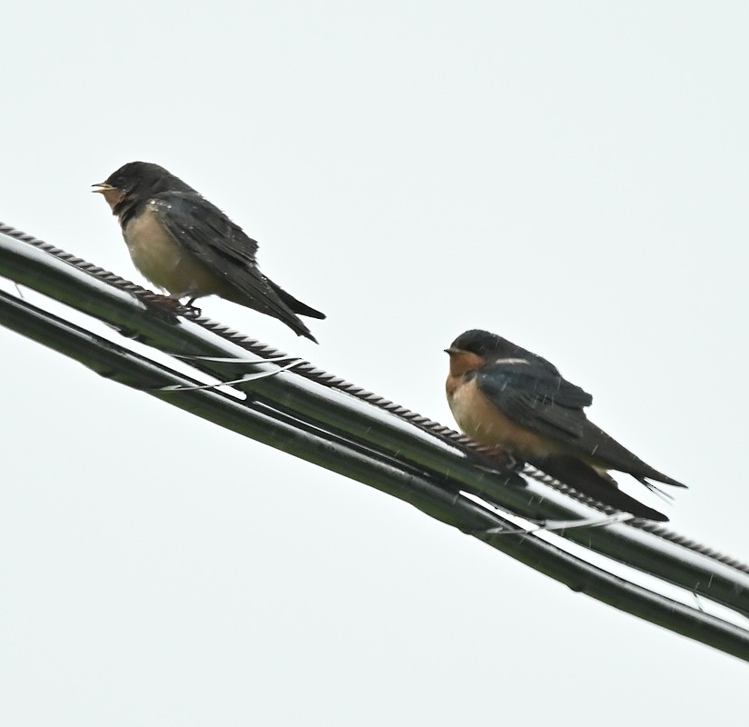 Barn Swallow - ML620787960