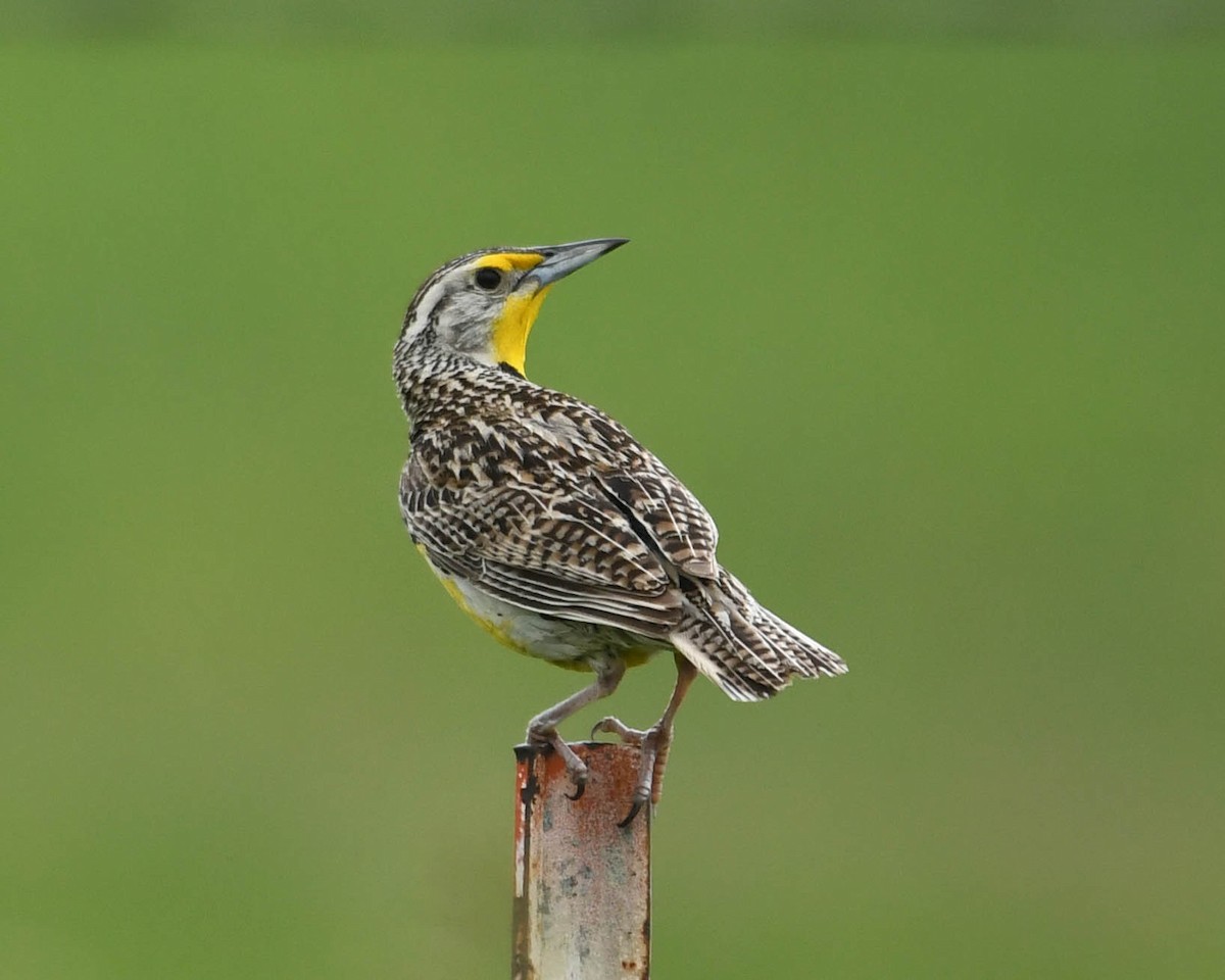 Western Meadowlark - Joanne Dial