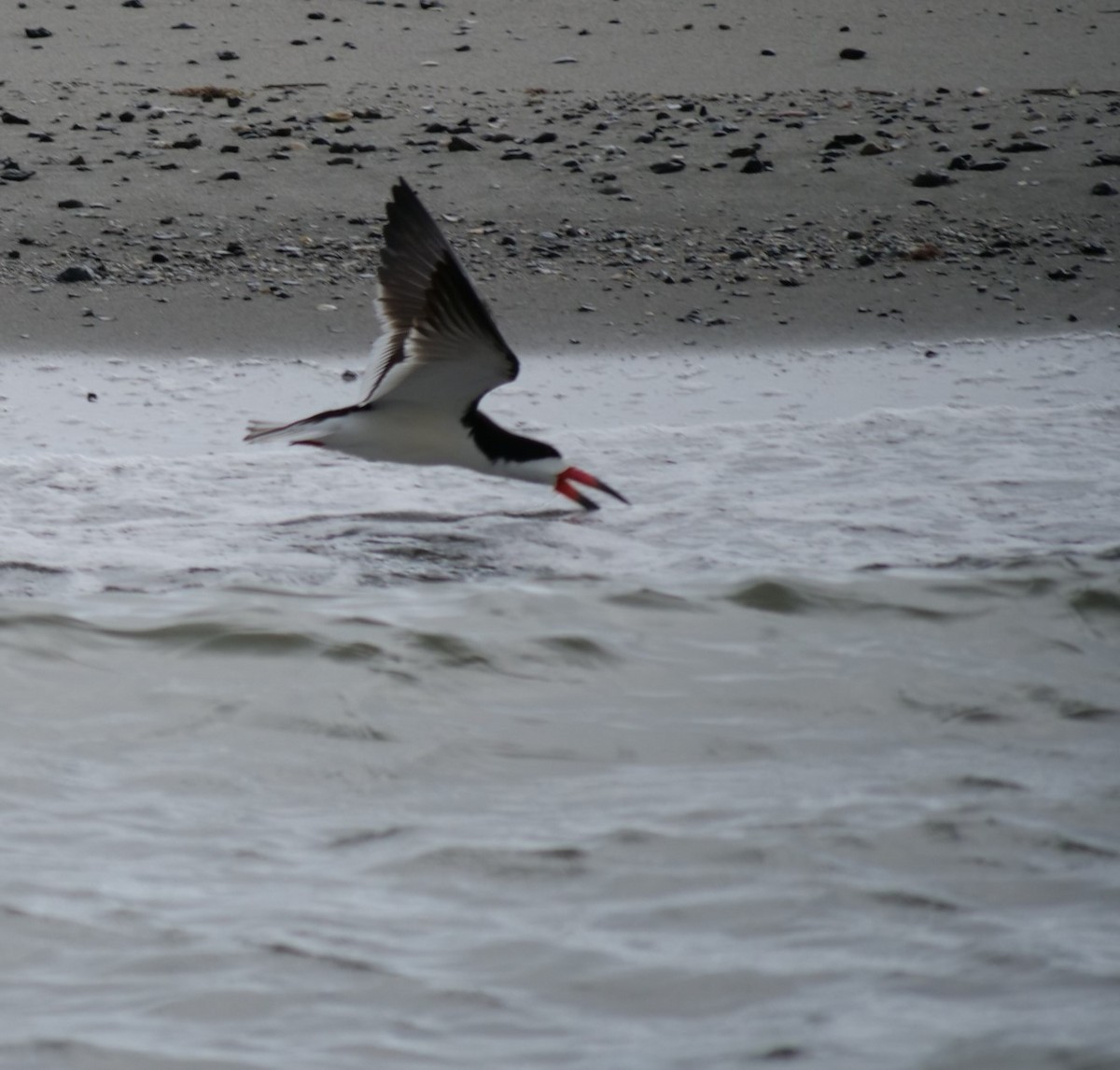 Black Skimmer - ML620787963