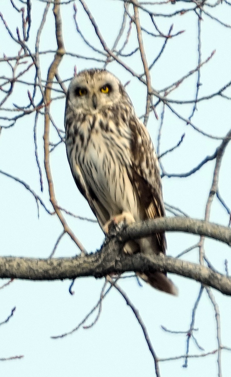 Short-eared Owl (Northern) - ML620787964