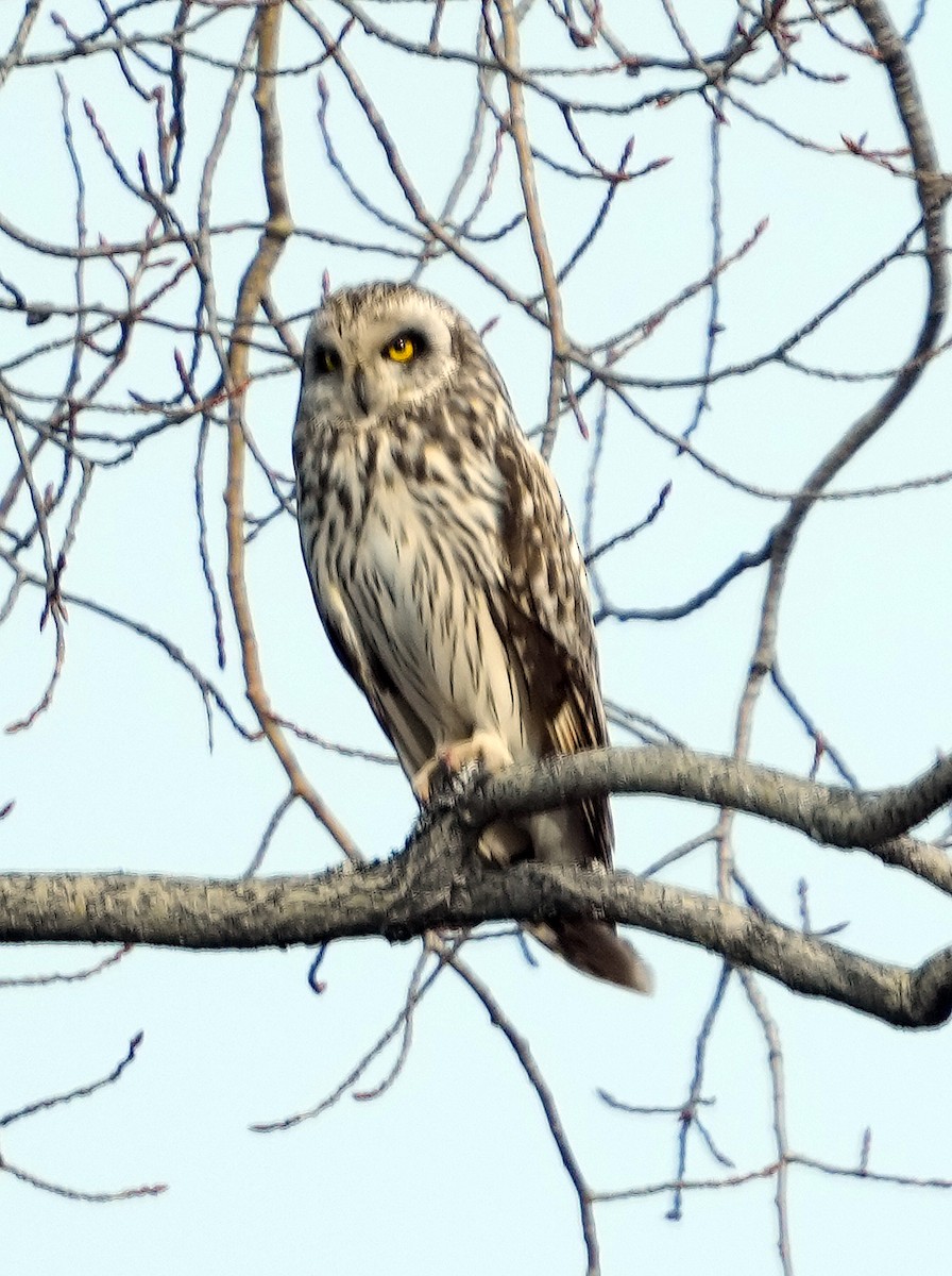 Short-eared Owl (Northern) - ML620787965