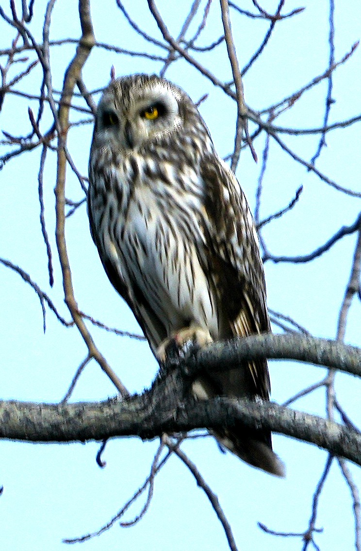 Short-eared Owl (Northern) - ML620787966