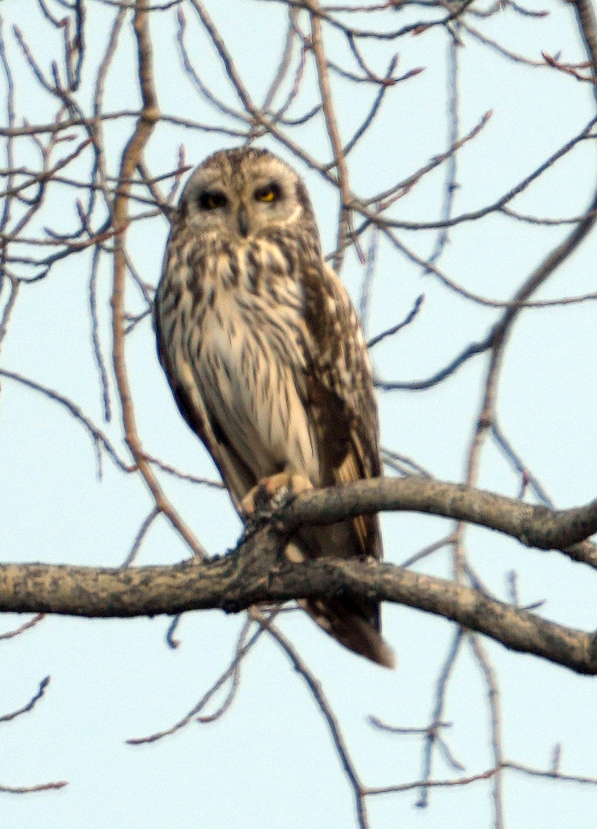 Short-eared Owl (Northern) - ML620787967