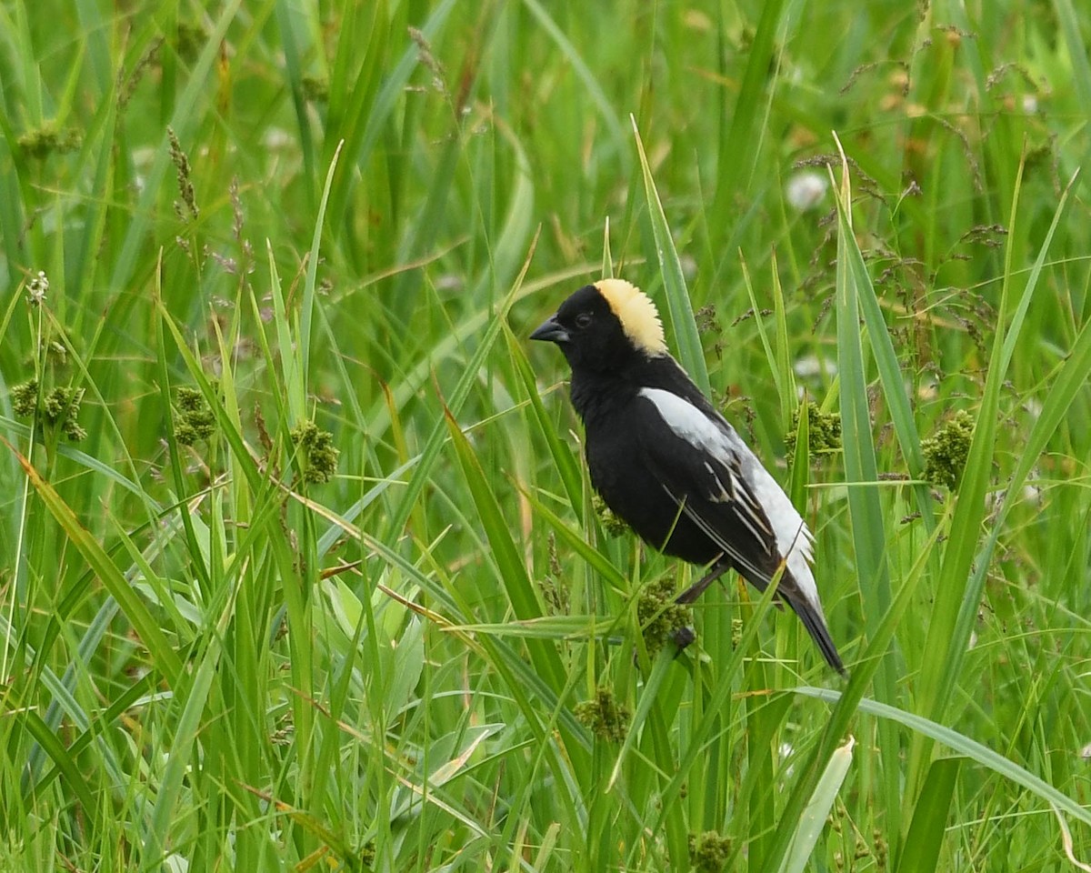 Bobolink - ML620787968