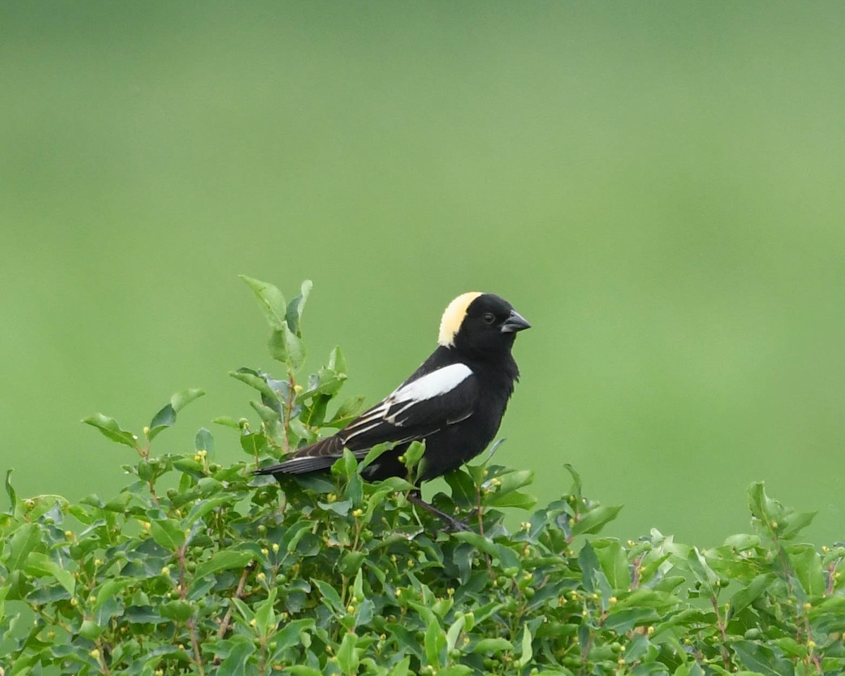 Bobolink - Joanne Dial