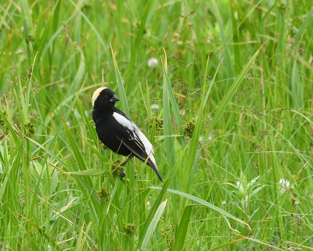 Bobolink - ML620787971