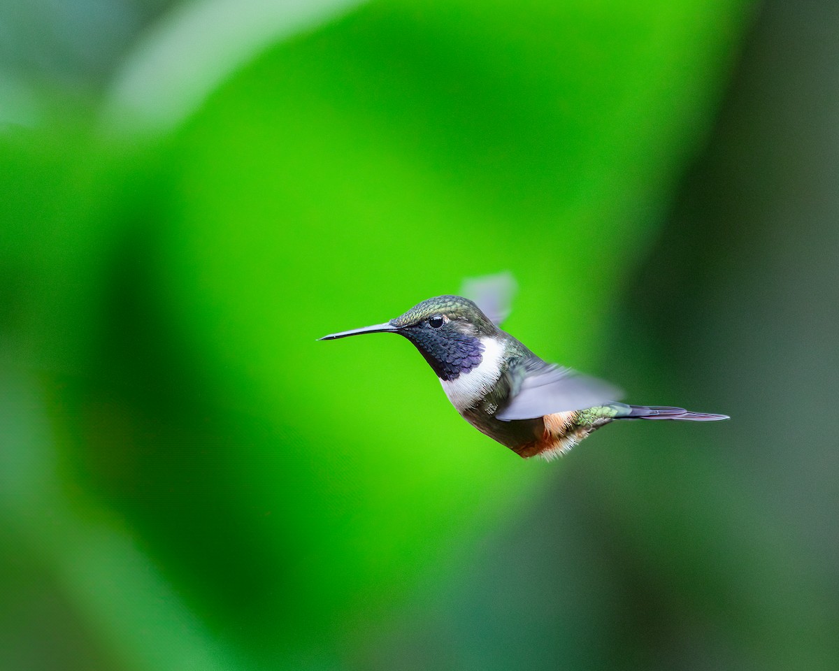 Colibrí de Mitchell - ML620787972