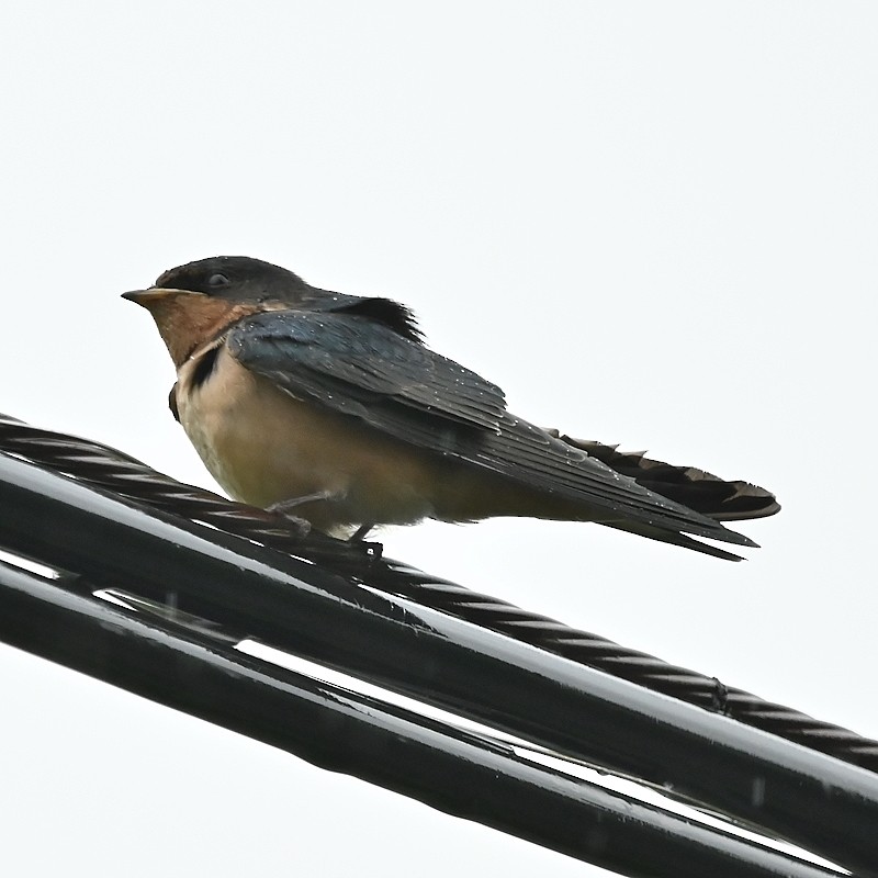 Barn Swallow - ML620787973