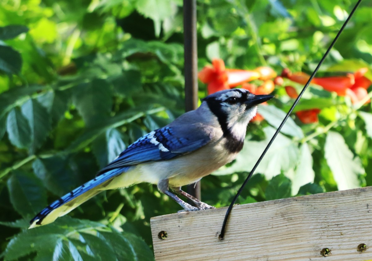 Blue Jay - ML620787974