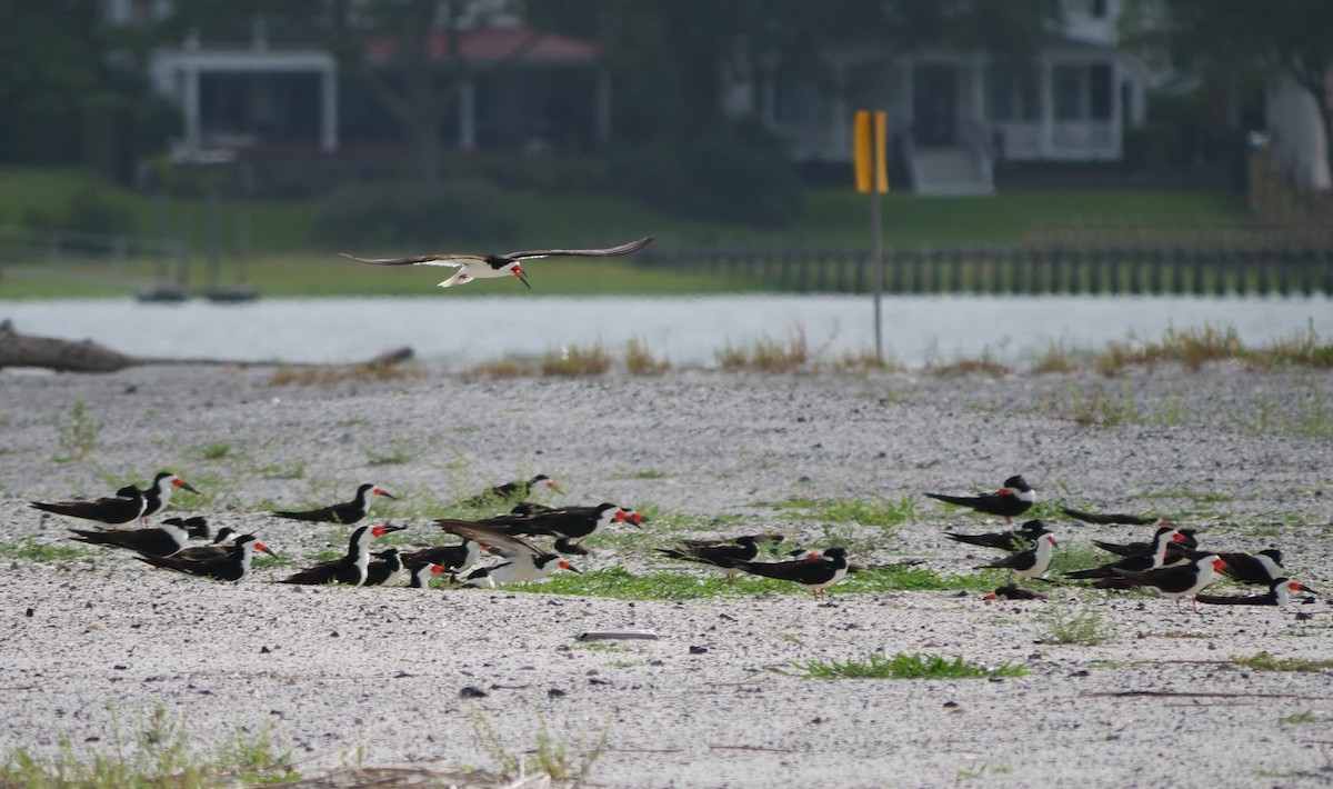 Black Skimmer - ML620787976