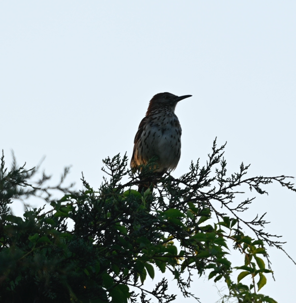 Brown Thrasher - ML620787977