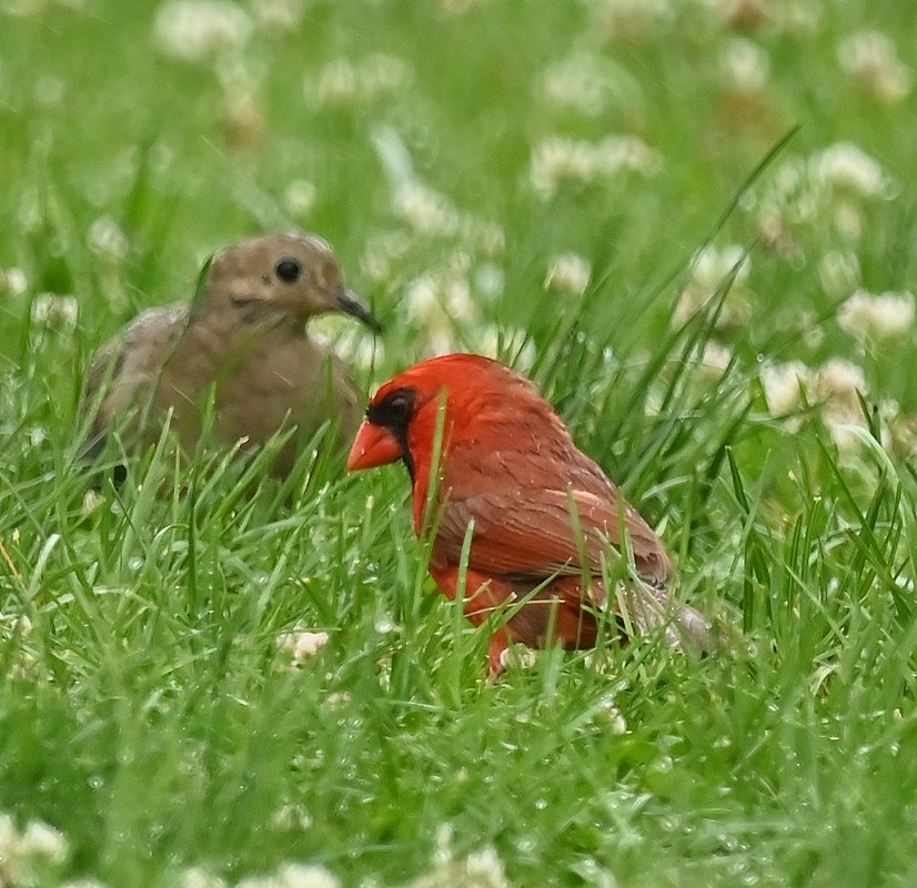 Northern Cardinal - ML620787978