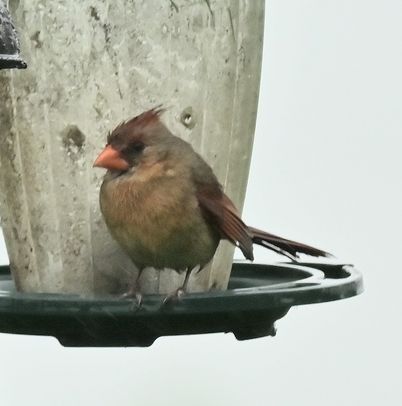 Northern Cardinal - ML620787983