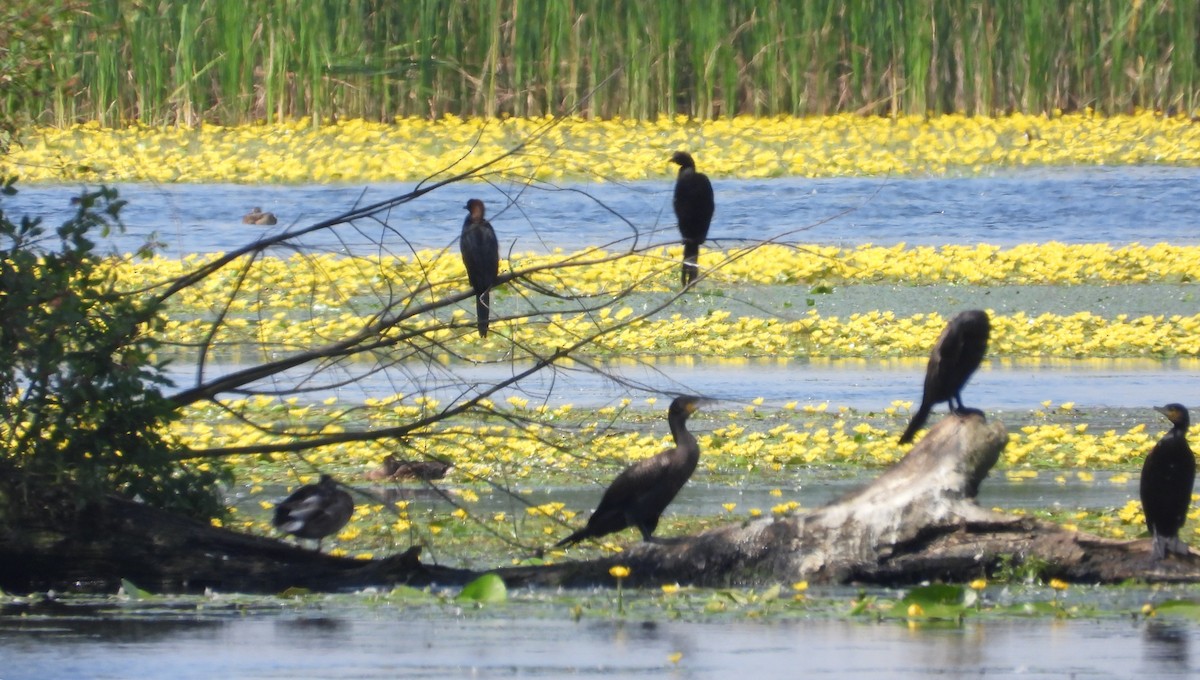 Pygmy Cormorant - ML620787985