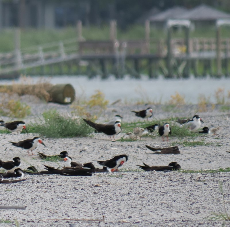 Black Skimmer - ML620787989