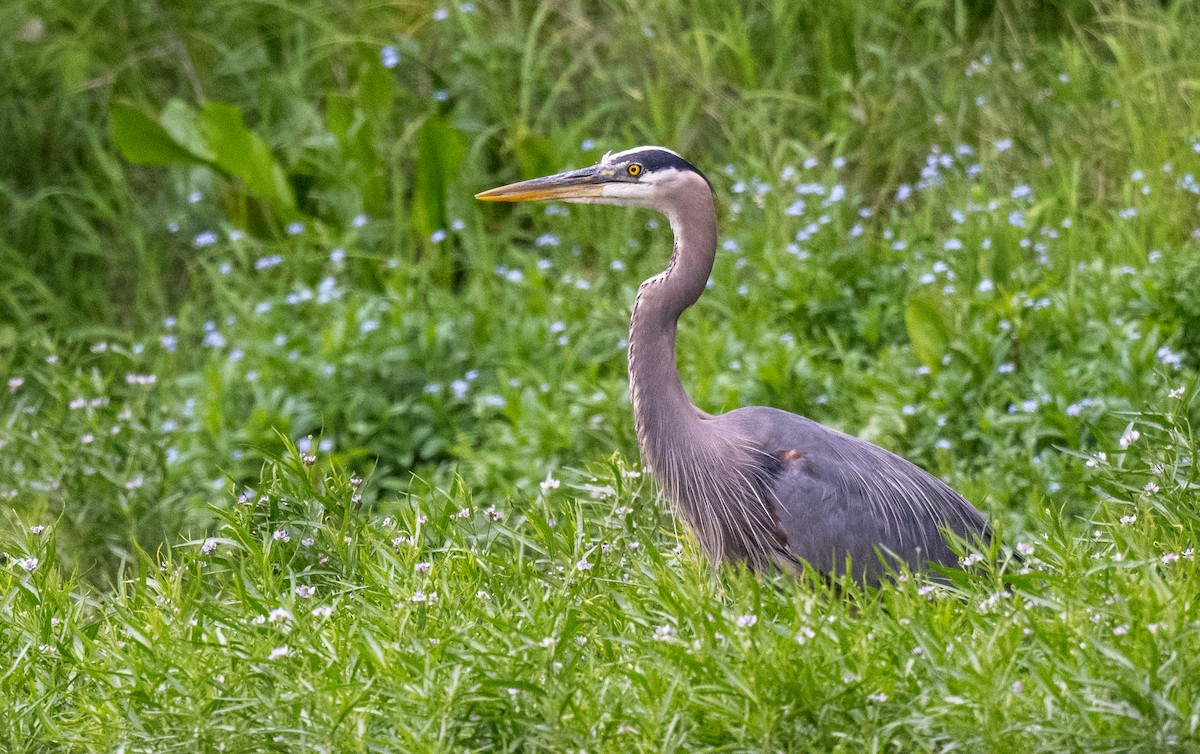 Great Blue Heron - ML620787990