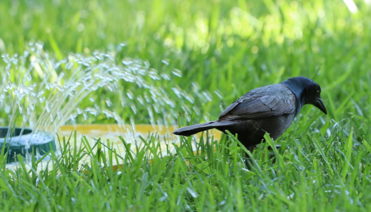 Common Grackle - ML620787995